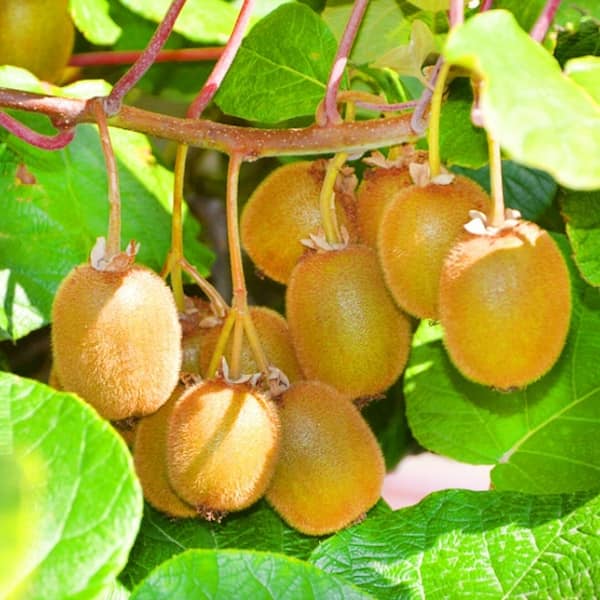 قیمت کیوی طلایی